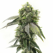 G13 Autoflower Cannabis Seeds