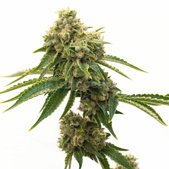 G13 Feminized Cannabis Seeds