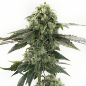 Gelato Autoflower Cannabis Seeds