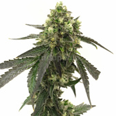 Girl Scout Cookies Autoflower Cannabis Seeds