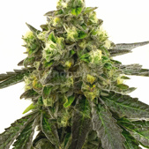 Girl Scout Cookies Feminized Cannabis Seeds