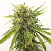 Gold Leaf Autoflower Cannabis Seeds