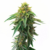 Gorilla Glue #4 Autoflower Cannabis Seeds