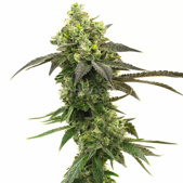 Gorilla Glue #4 Feminized Cannabis Seeds