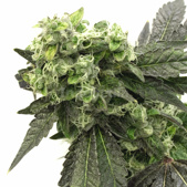 Grape Ape Feminized Cannabis Seeds