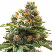 Grapefruit Feminized Cannabis Seeds