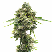 Great White Shark Feminized Cannabis Seeds