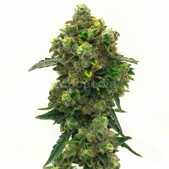 Green Crack Autoflower Cannabis Seeds