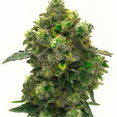 Green Crack Feminized Cannabis Seeds