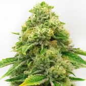 Harlequin Feminized Cannabis Seeds