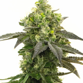 Haze Autoflower Cannabis Seeds