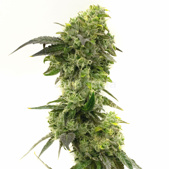 Haze XL Autoflower Cannabis Seeds