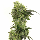 Hindu Kush Feminized Cannabis Seeds