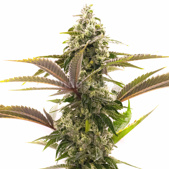 Jack Herer Autoflower Cannabis Seeds