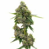 Jack Herer Feminized Cannabis Seeds