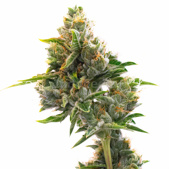 Kali Mist Feminized Cannabis Seeds