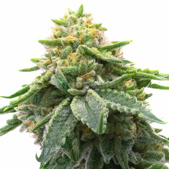 Kosher Kush Feminized Cannabis Seeds