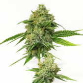 Kush XL Autoflower Cannabis Seeds