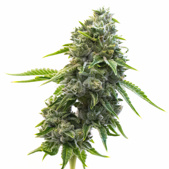 LA Confidential Feminized Cannabis Seeds