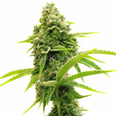 Lemon Tree Feminized Cannabis Seeds