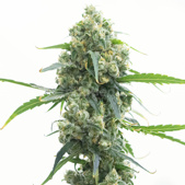 Lowryder Autoflower Cannabis Seeds