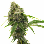 LSD Feminized Cannabis Seeds