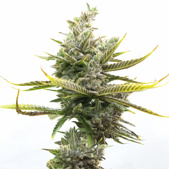 Magnum Autoflower Cannabis Seeds