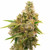 Mandarine Autoflower Cannabis Seeds