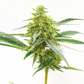 Maple Leaf Feminized Cannabis Seeds