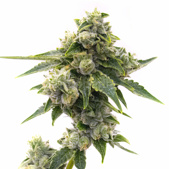 Master Kush Feminized Cannabis Seeds