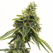 Matanuska Tundra Feminized Cannabis Seeds