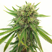 Maui Wowie Feminized Cannabis Seeds