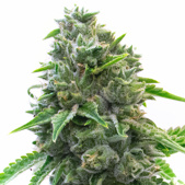 Maxigom Autoflower Cannabis Seeds