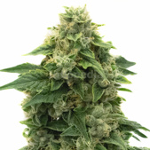 Mazar Autoflower Cannabis Seeds