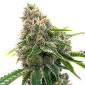 Mexican Haze Feminized Cannabis Seeds