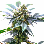 Mimosa Feminized Cannabis Seeds