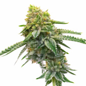 MK Ultra Feminized Cannabis Seeds