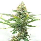 Moby Dick Autoflower Cannabis Seeds
