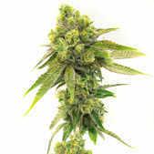 Moby Dick Feminized Cannabis Seeds