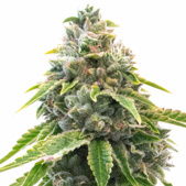 Neville's Haze Feminized Cannabis Seeds