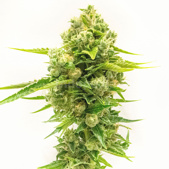 Northern Lights #10 Feminized Cannabis Seeds