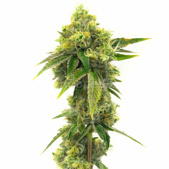 Northern Lights Feminized Cannabis Seeds