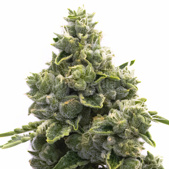 NYC Diesel Autoflower Cannabis Seeds