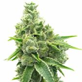 NYC Diesel Feminized Cannabis Seeds