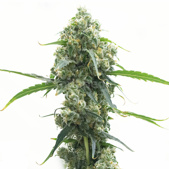 OG Kush Autoflower Cannabis Seeds