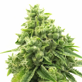 OG Kush Feminized Cannabis Seeds