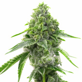 OG Kush Fast Version Cannabis Seeds
