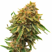 Orange Bud Feminized Cannabis Seeds