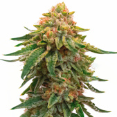 Orange Skunk Feminized Cannabis Seeds