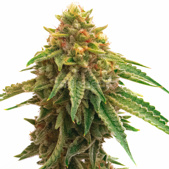 Oregon Peach Feminized Cannabis Seeds